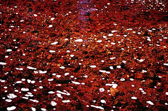 RiverBed1
