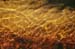 Riverbed2