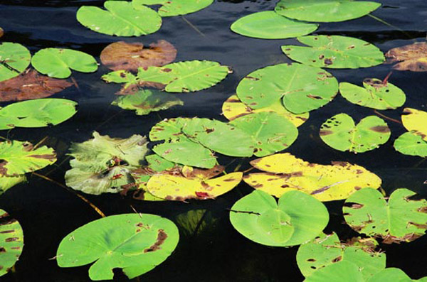 Lillies