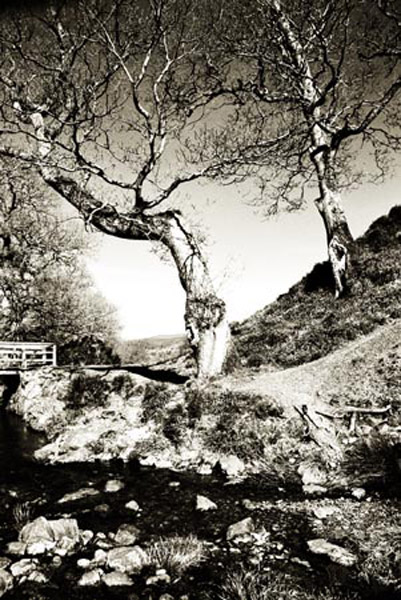 Powerscourt2