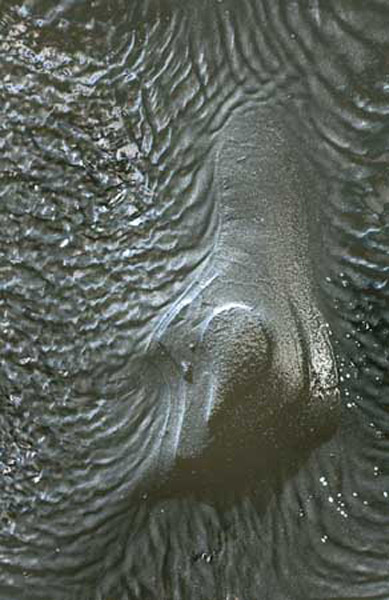 SandBump