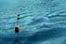 DeepBlueSea